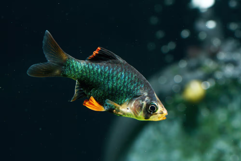 Green Tiger Barb